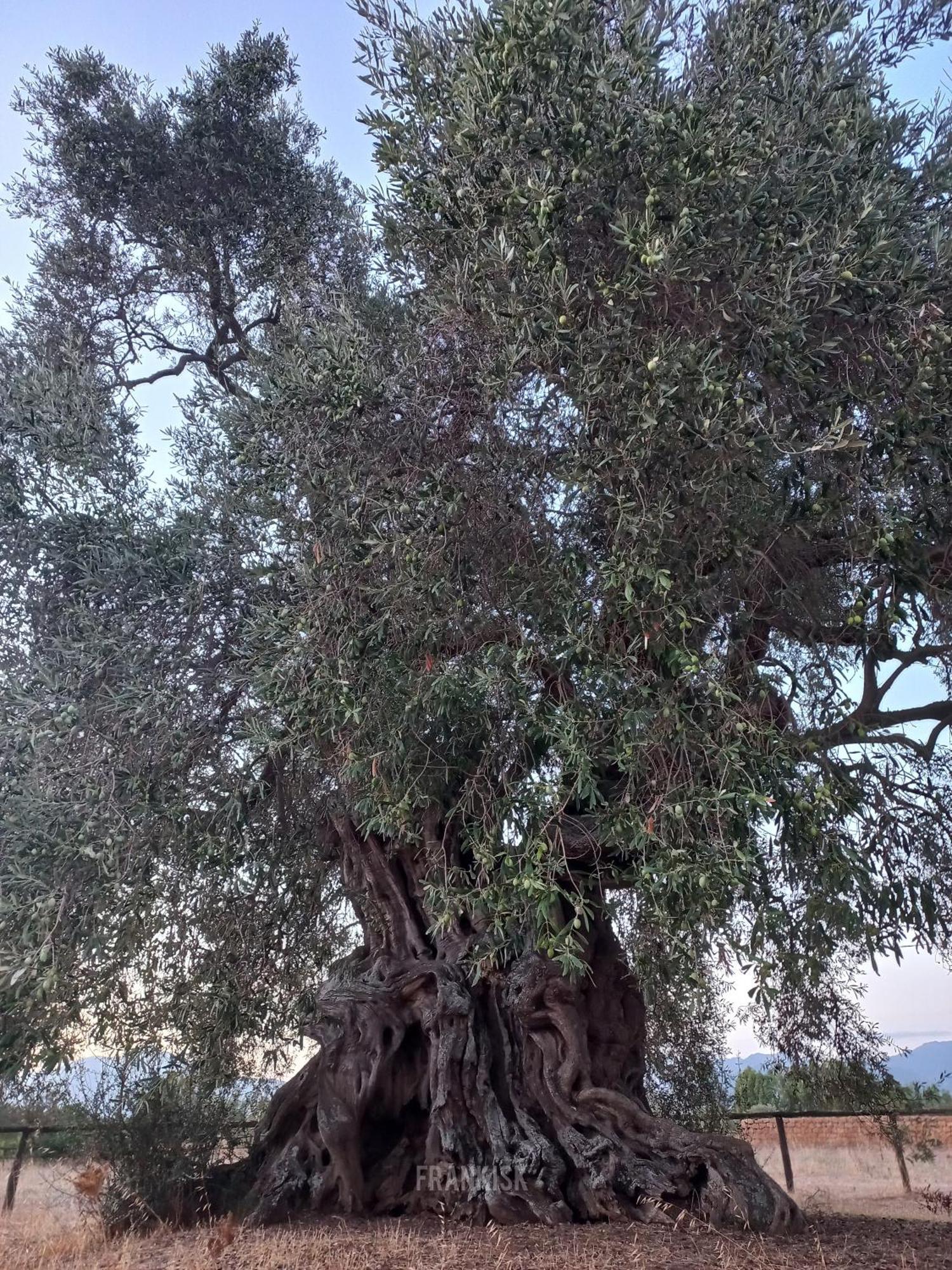 ホテル Is Brebus Villamassargia エクステリア 写真